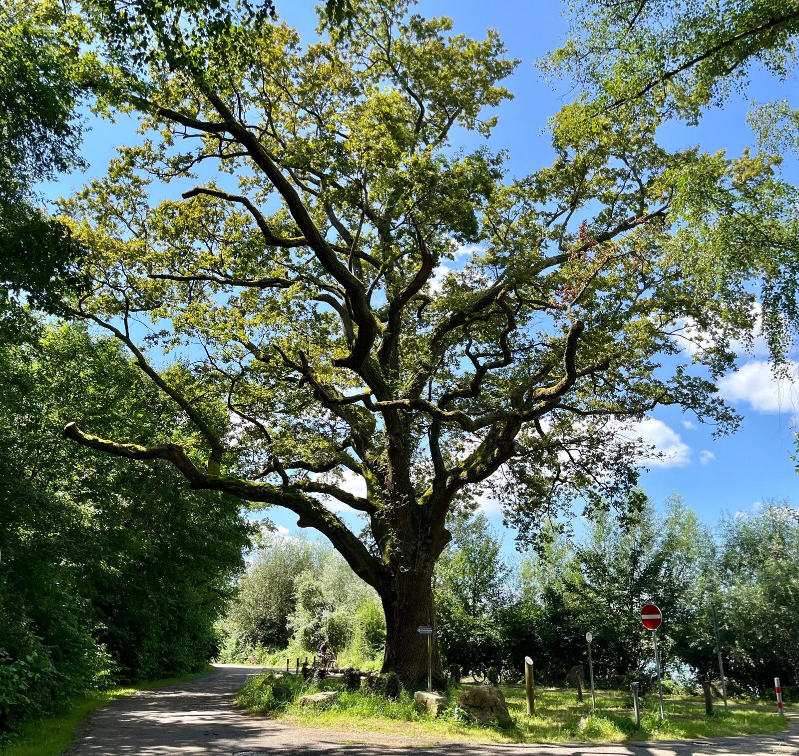 Bild Eichenbaum, Pamina Radweg, Goldkanal