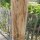 Rundholz Kastanie Höhe 120 cm Durchmesser ca 8cm