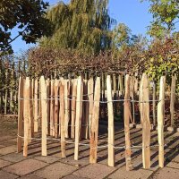 Proline Staketenzaun Kastanie 50 cm hoch, 10m-Rolle,...