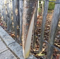 Spaltpfahl Kastanie Höhe 200cm, Umfang 26/32, mit Spitze, angegraut