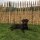 Proline Staketenzaun Kastanie 120 cm hoch, 10m-Rolle, Lattabstand ca 4-6cm