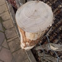 Zaunpfahl Kastanie Höhe 80 cm rund zu Zaun Höhe 40 cm Durchmesser ca 8-10cm mit Spitze