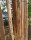 Proline Staketenzaun Kastanie 200 cm hoch, Schnittware 1-4m, Lattabstand ca 2-4cm