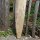 Zaunpfahl Kastanie Höhe 150 cm rund zu Zaun Höhe 100 cm Durchmesser ca 6-8cm mit Spitze