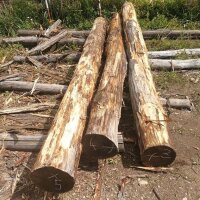 Stammware Eiche Länge 300 cm rund Durchmesser ca...
