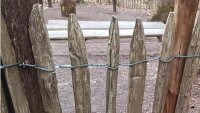 Krampen o. Schlaufen 3,1x31 250 Stück