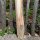 Zaunpfahl Kastanie Höhe 120 cm rund zu Zaun Höhe 60-80 cm Durchmesser ca 5-7cm mit Spitze