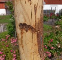 Rundholz Kastanie Höhe 200 cm Durchmesser ca 8cm