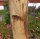 Rundholz Kastanie Höhe 200 cm Durchmesser ca 8cm
