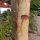 Rundholz Kastanie Höhe 200 cm Durchmesser ca 8cm