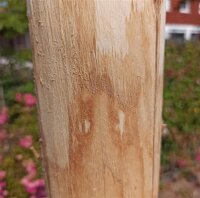 Rundholz Kastanie Höhe 150 cm Durchmesser ca 8cm